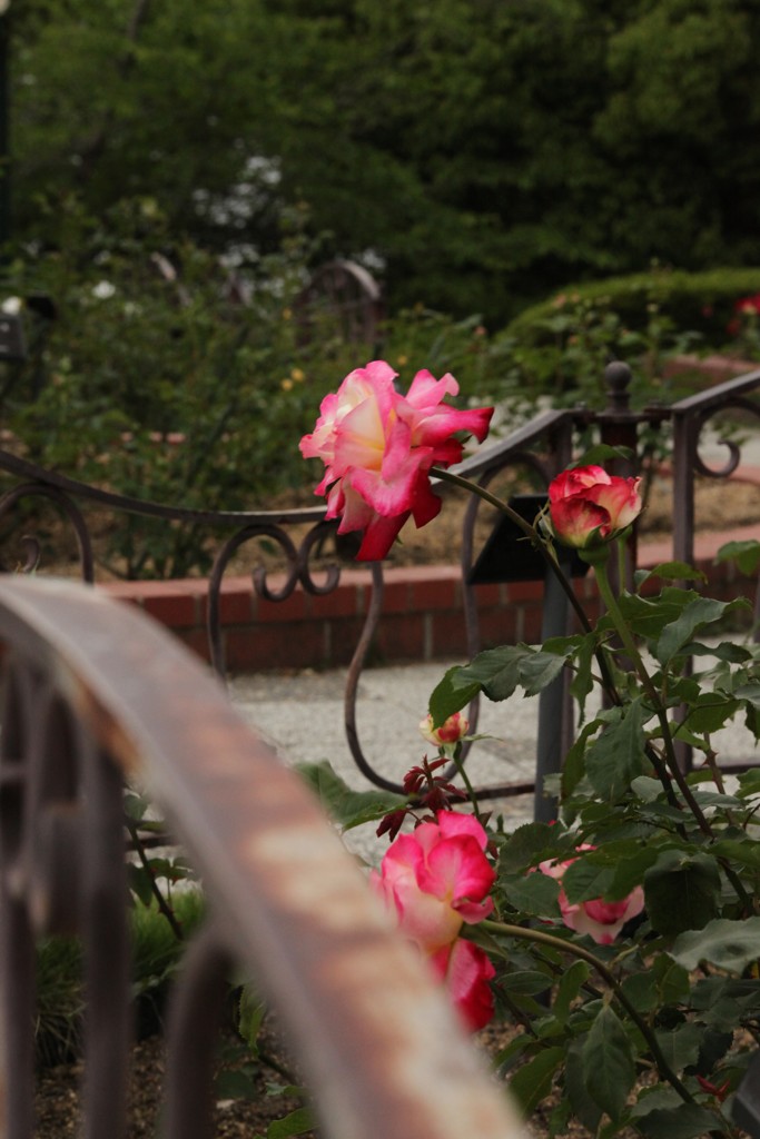 ローズガーデン　鉄柵と薔薇