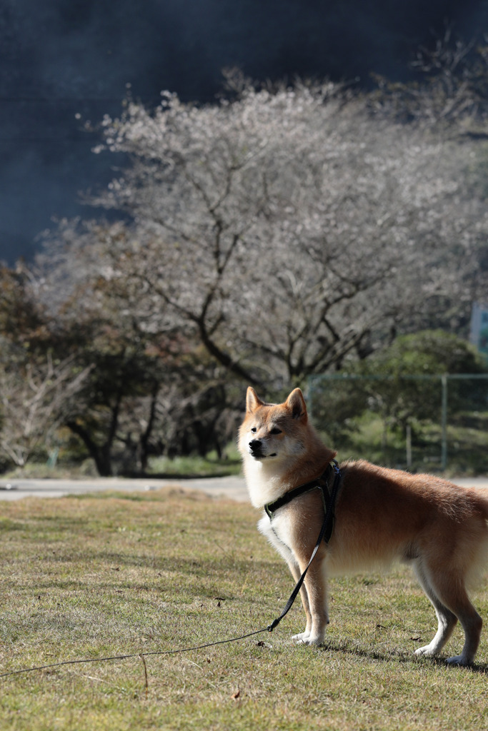 四季桜とコロン