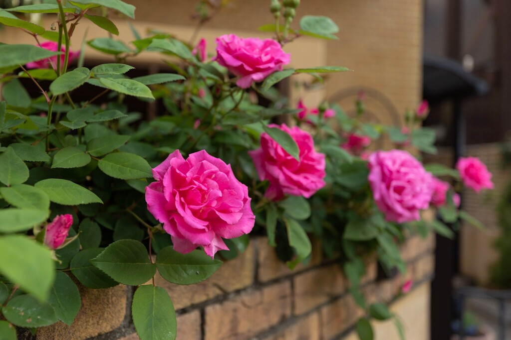 道端のお花シリーズ　薔薇