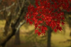 紅葉　定光寺　ストロボ練習中