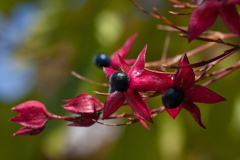 Red & Black 植物園入口前