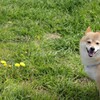 たんぽぽとコロン君