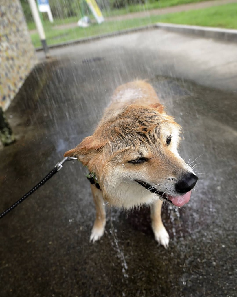 シャワー最高!