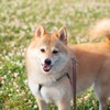 コロン君