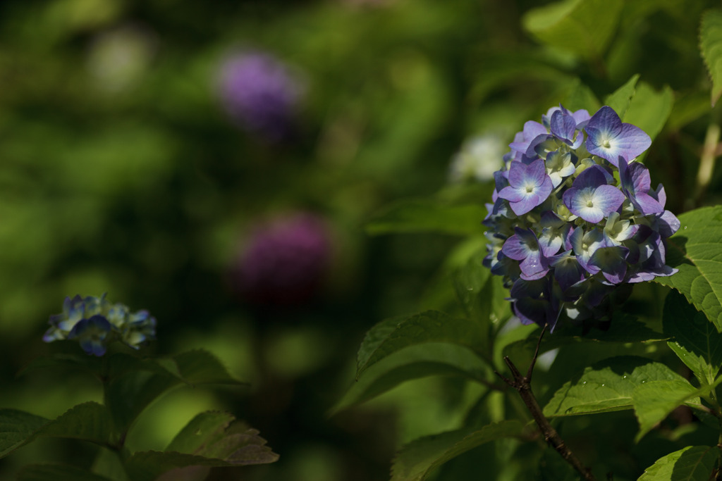 紫陽花　⑤