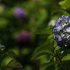紫陽花　⑤