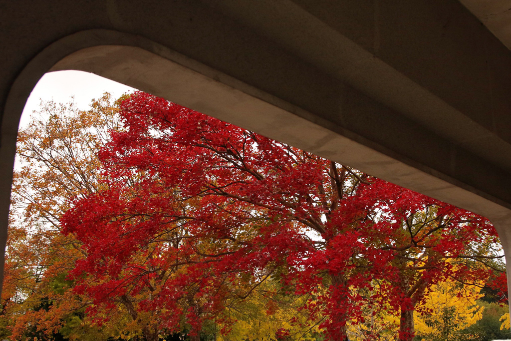 紅葉　お散歩コース