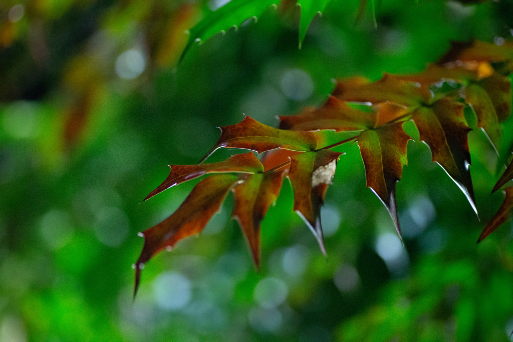 ひいらぎ　緑から赤へ　紅葉ライトアップDAY３