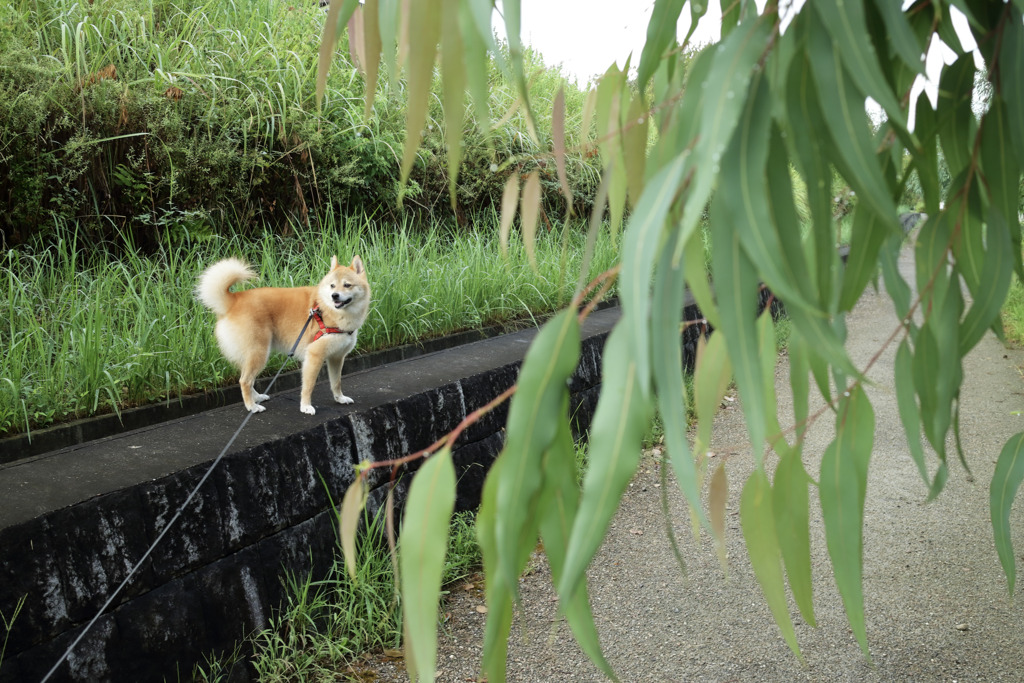 ユーカリの隙間から