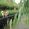 ユーカリの隙間から