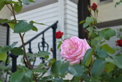 お隣の薔薇　その②