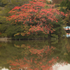 大高緑地公園 紅葉2