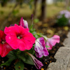 道端のお花シリーズ