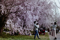 お花見　フィルム