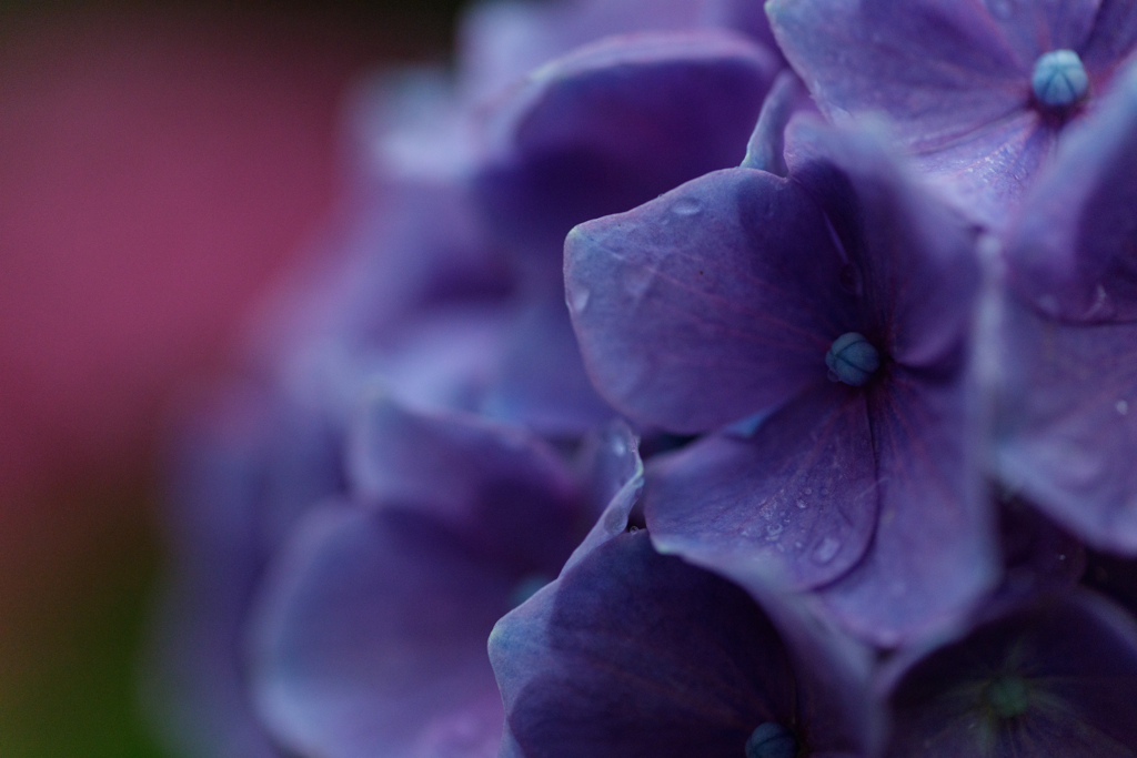 紫陽花　53