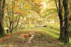 初秋の森