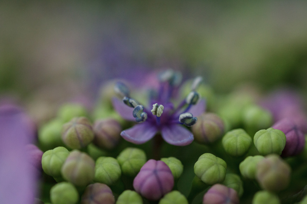紫陽花　㉑
