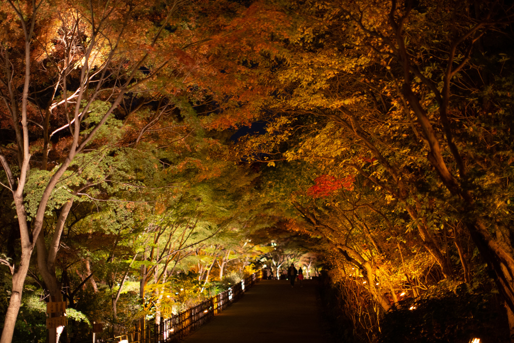 紅葉ライトアップ　来週に期待