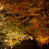 紅葉ライトアップ　来週に期待