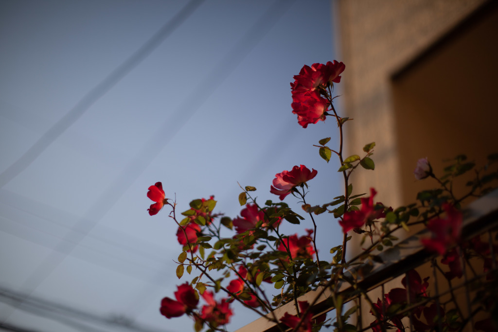 ご近所の薔薇と電線