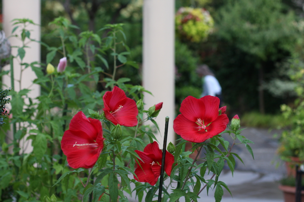 ふらっとフラリエ　赤い花　