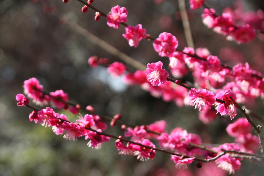 梅　東山動植物園　梅園　その③