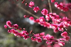 梅　東山動植物園　梅園　その③