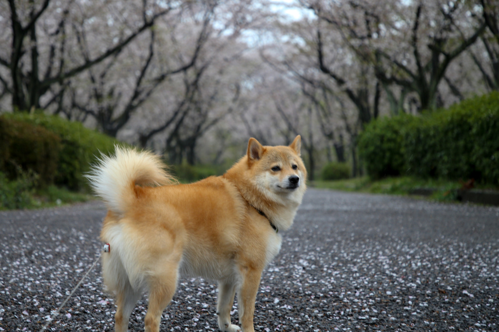 さようなら2019桜シーズン　(T_T)