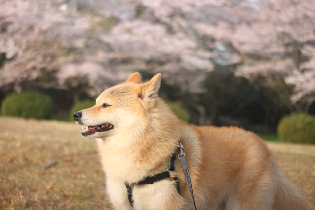 桜シーズン終盤　コロン君と桜散る平和公園