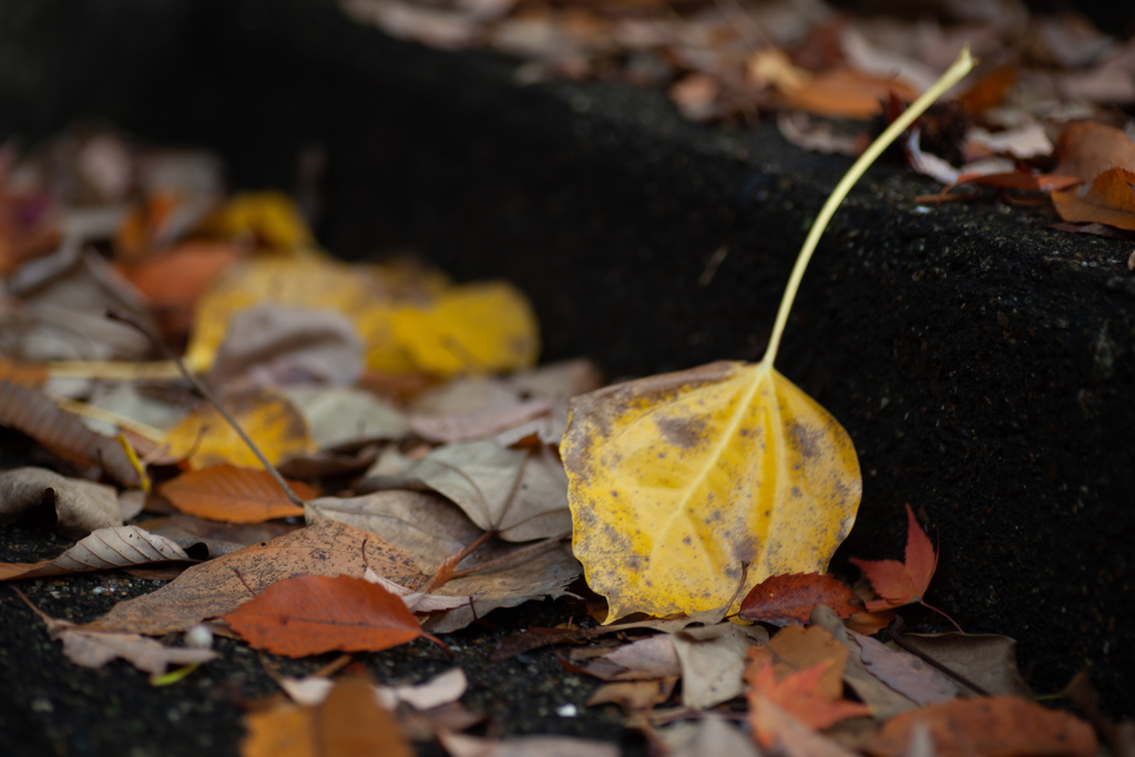 落葉