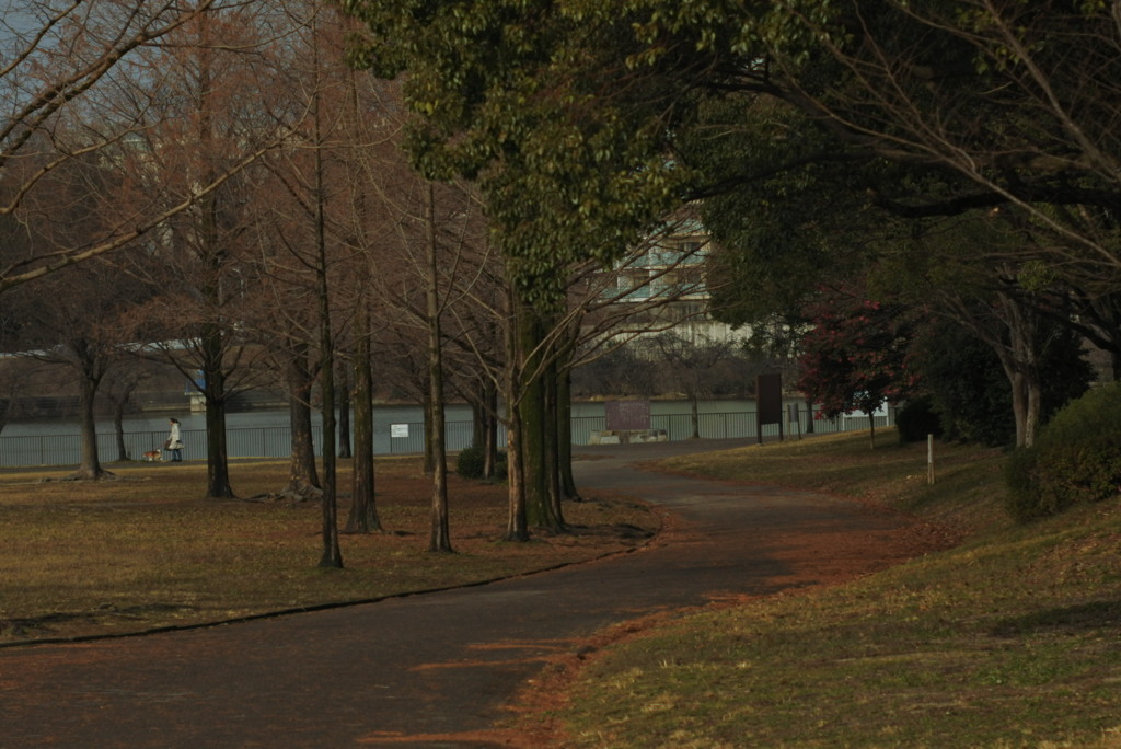 メタセコイヤ広場　その②