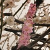 梅　「思いのまま」