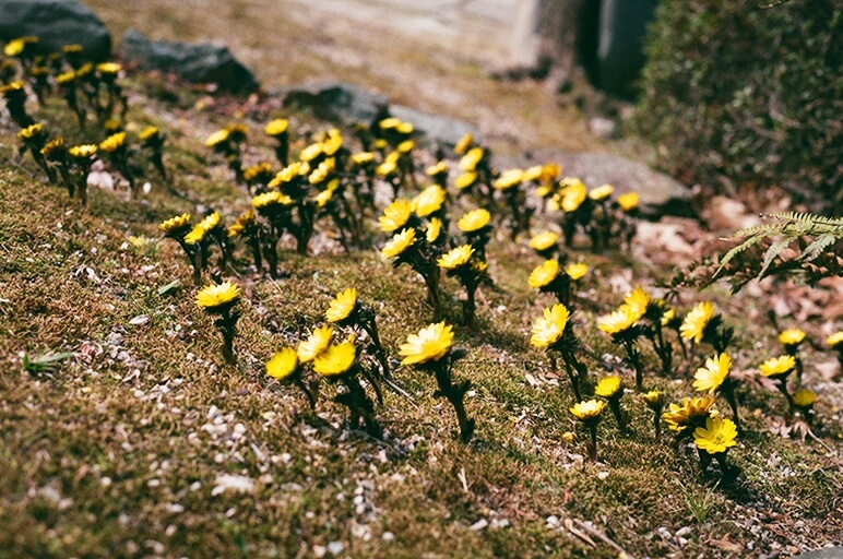 福寿草②　フィルム　ＮＩＫＯＮ　ＦＥ