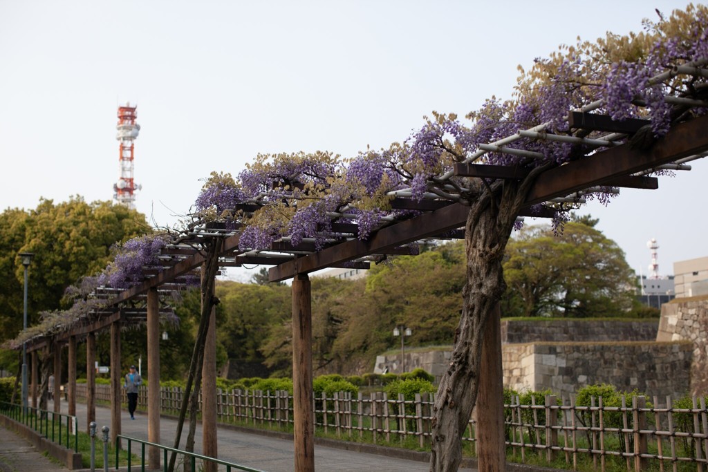 藤を撮らねばシリーズ