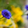 道端のお花　①