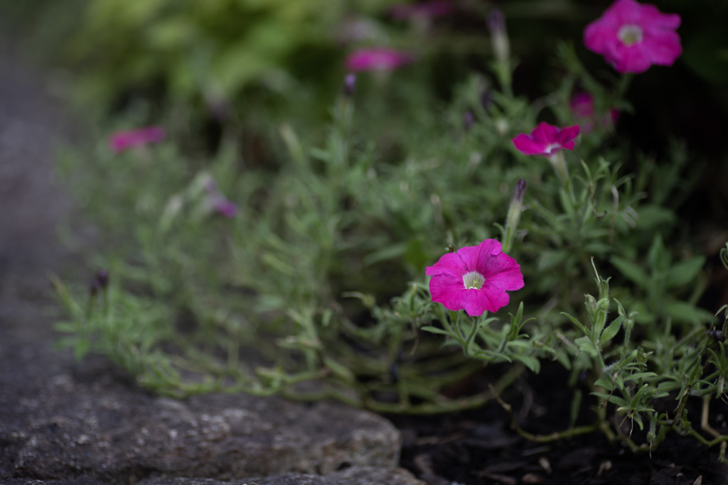 5D Mark Ⅳ 試し撮り　お花