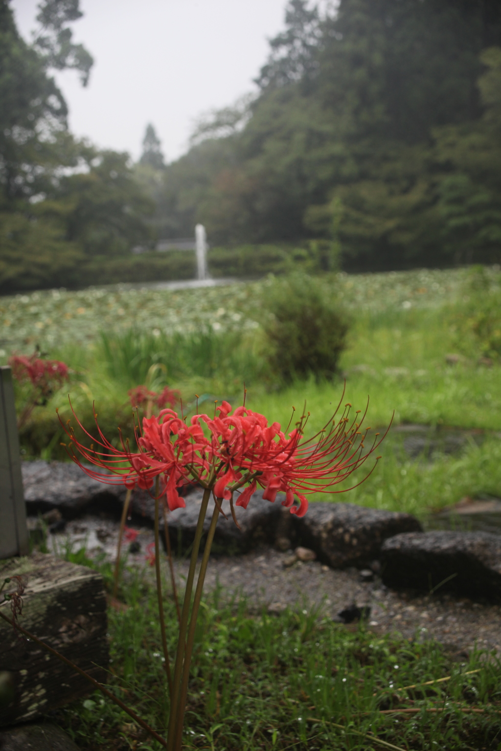 彼岸花　東山動植物園　植物園エリア