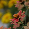 デンパーク　花②