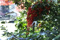 東山動植物園　紅葉終盤その④　なんてんが南国風...