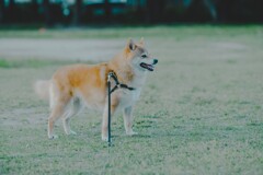 コロン君　フィルム調仕上げ