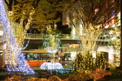 冬の輝き