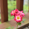 お花が咲きました