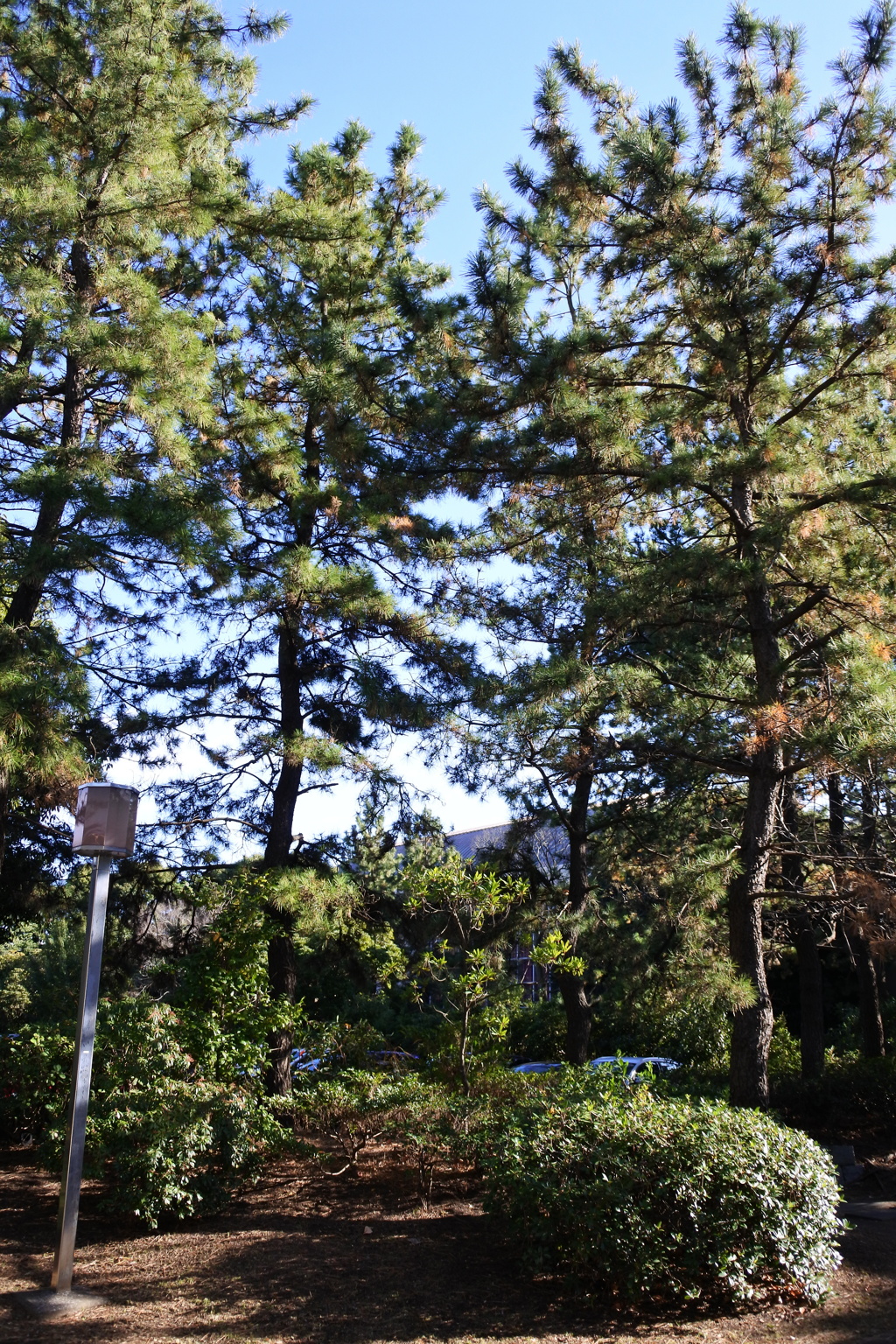 松の木
