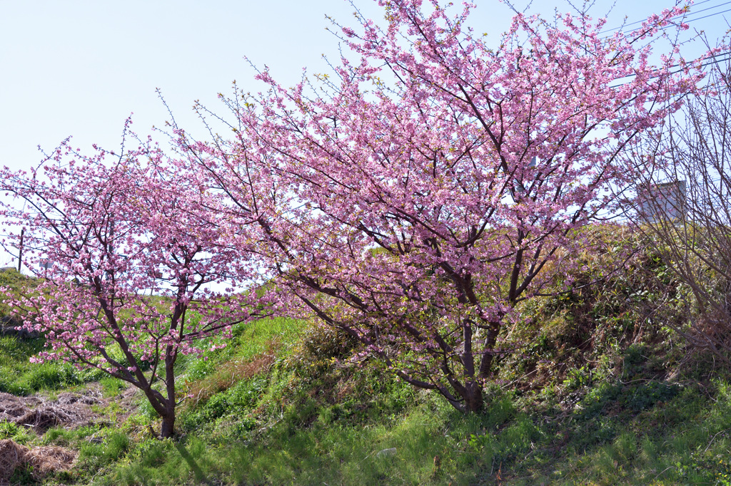 桜咲く萌黄の丘