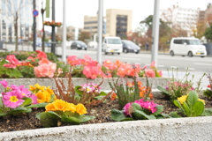 大通りの花壇