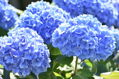 青いまぶしい花