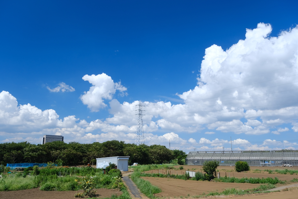 真夏の風景