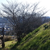 春を待ち望む