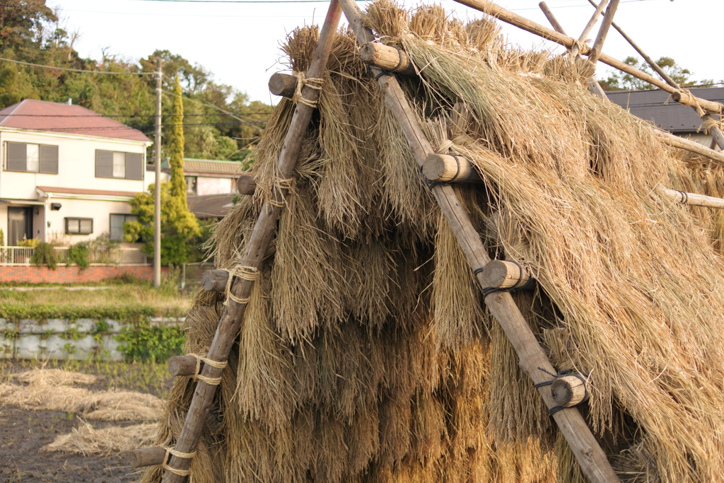 今年も豊作