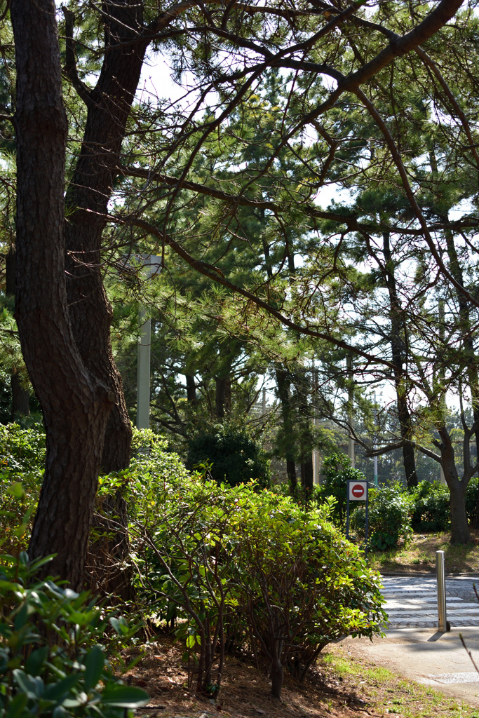 散歩道